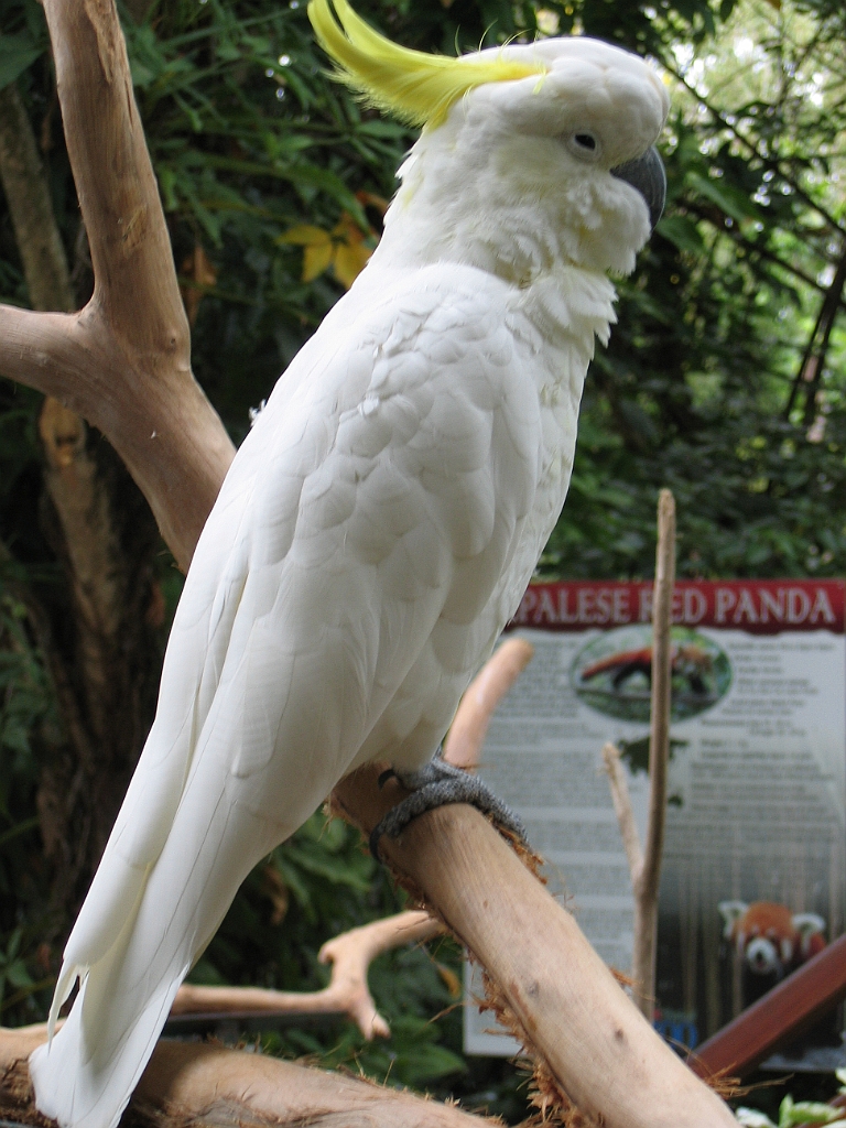 CairnsTC181 Cairns Tropical Zoo.jpg